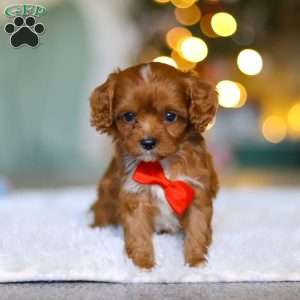 Tiny Teddy, Cavapoo Puppy